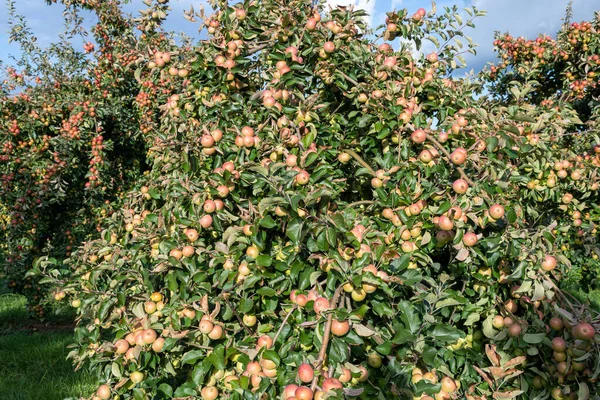 Manzanas de sidra amarga Tremlett —  Fotos de Stock
