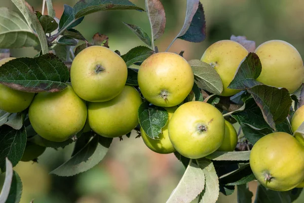 Manzanas de sidra — Foto de Stock