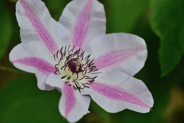 Klematisblüte — Stockfoto