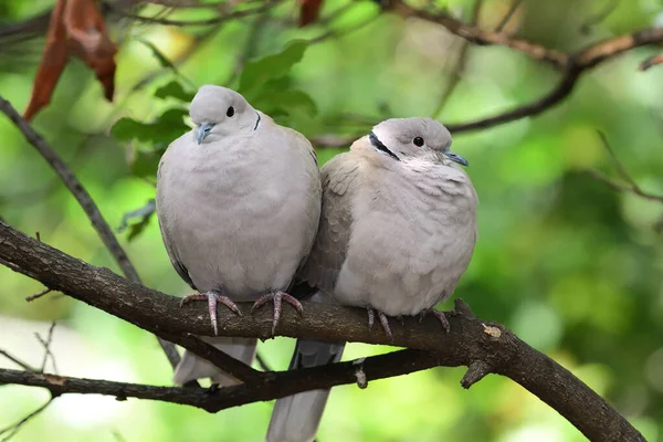 Eurasain collared dove (streptopelia decaocto) — Stock Photo, Image