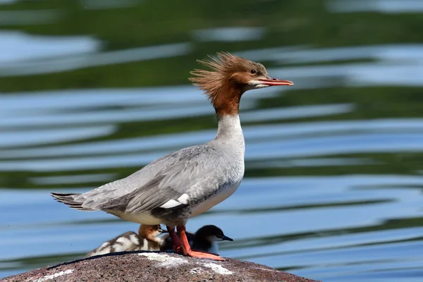 Goosander (Mergus merganser) — Fotografia de Stock