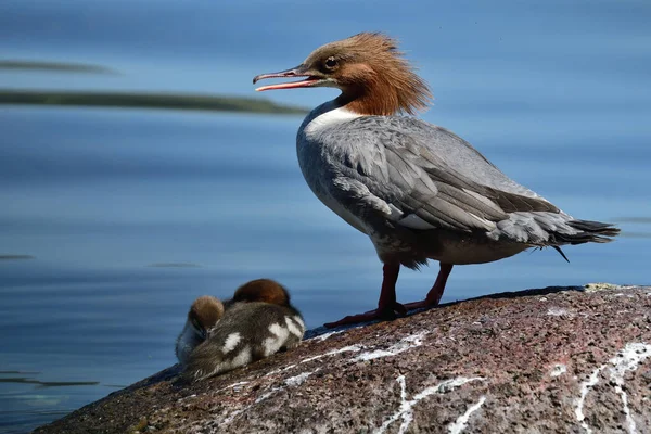 Merganser comum (Mergus merganser) — Fotografia de Stock