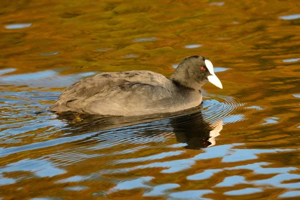 Blässhuhn schwimmt im Wasser — Stockfoto