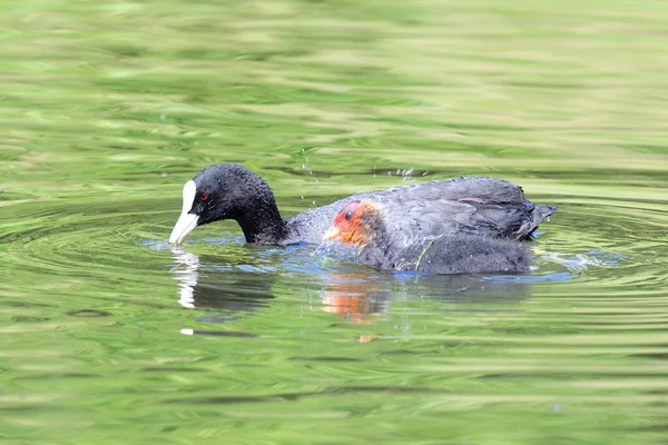 Blässhühner im Wasser — Stockfoto