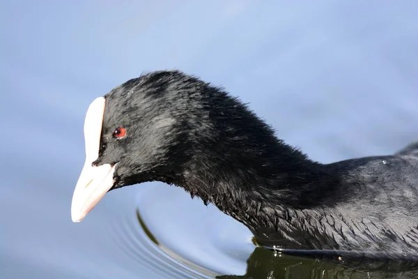 Wurzel im Wasser — Stockfoto