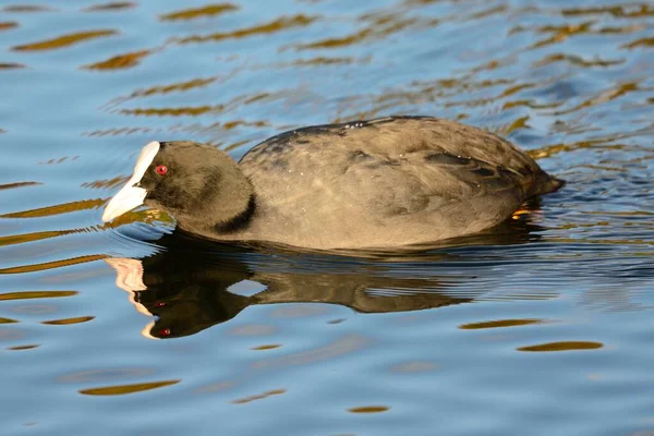 Coot swimming in the water — Stock Photo, Image