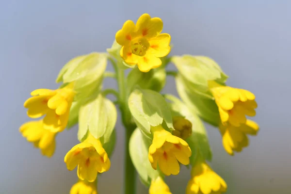 Prvosenky (Primula veris) — Stock fotografie