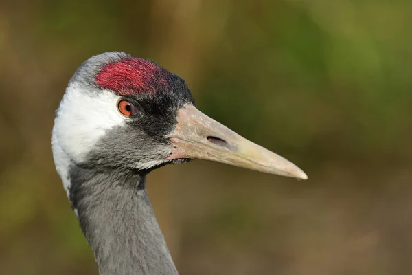 Grúa común (Grus grus ) —  Fotos de Stock