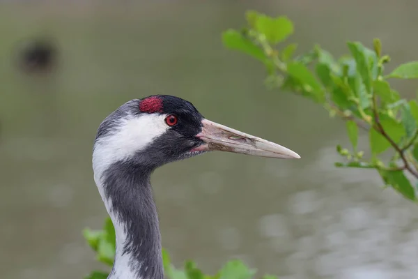 Common crane (grus grus) — Stock Photo, Image