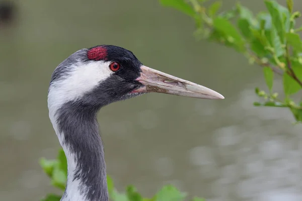 Common crane (grus grus) — Stock Photo, Image