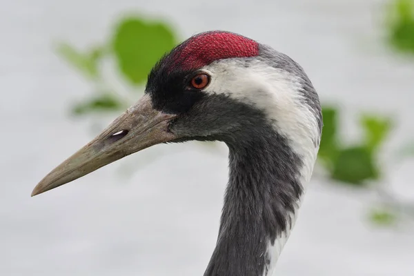 Common crane (grus grus) — Stock Photo, Image