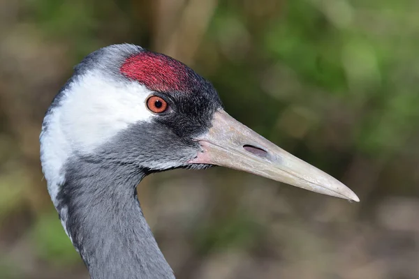 Gemeiner Kranich (grus grus)) — Stockfoto