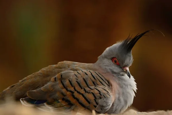 Crested pigeon (ocyphaps lophotes) — Stock Photo, Image