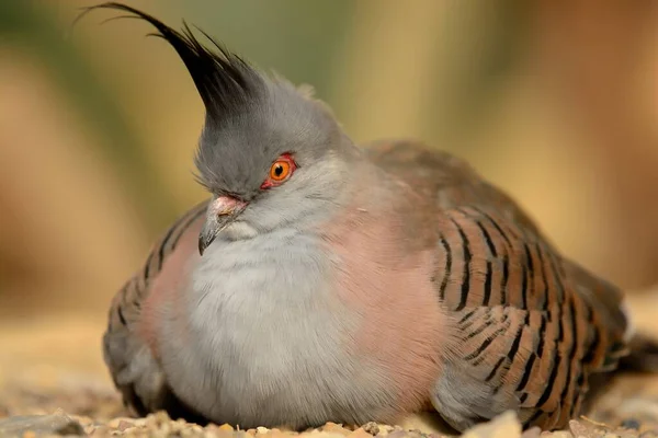 Crested pigeon (Ocyphaps lophotes) — Stock Photo, Image