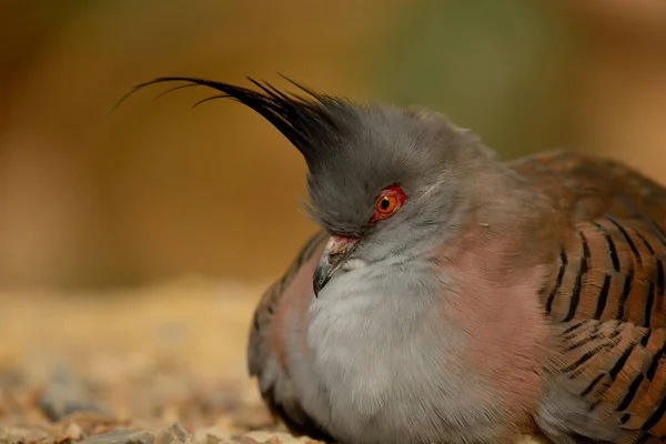 Pigeon à crête (Ocyphaps lophotes) — Photo