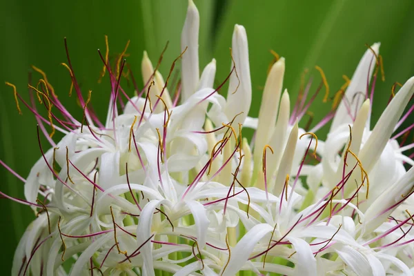 Lilia wielka (crinum asiaticum)) — Zdjęcie stockowe