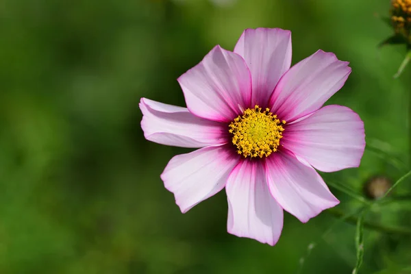 Candy Stripe Cosmos Pictures Candy Stripe Cosmos Stock Photos Images Depositphotos