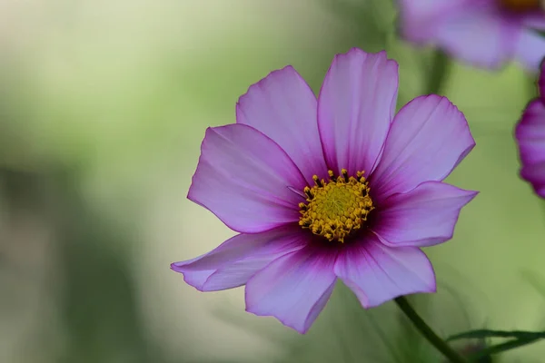 Candy Stripe Cosmos Pictures Candy Stripe Cosmos Stock Photos Images Depositphotos