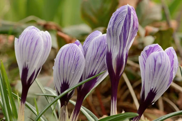 Crochi viola e bianchi — Foto Stock