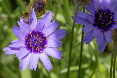 Cupids dartı (katananche caerulea)