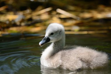 Cygnet Sessiz Kuğu (Cygnus rengi)
