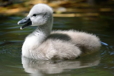 Cygnet Sessiz Kuğu (Cygnus rengi)