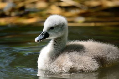 Cygnet Sessiz Kuğu (Cygnus rengi)