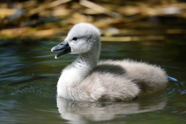Cygnet Sessiz Kuğu (Cygnus rengi)