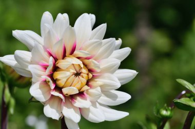 pembe ve beyaz yıldız çiçeği 