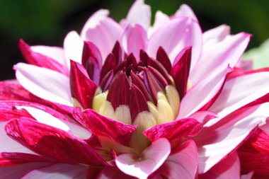 pembe ve beyaz yıldız çiçeği 