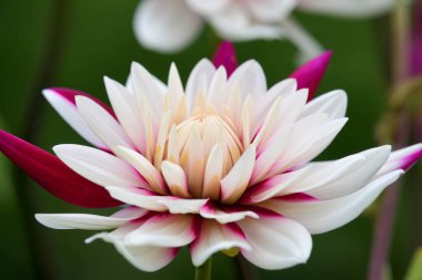 pembe ve beyaz yıldız çiçeği 