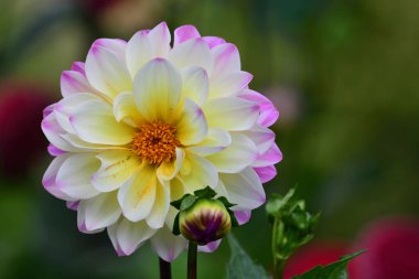 pembe ve beyaz yıldız çiçeği