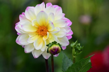 pembe ve beyaz yıldız çiçeği