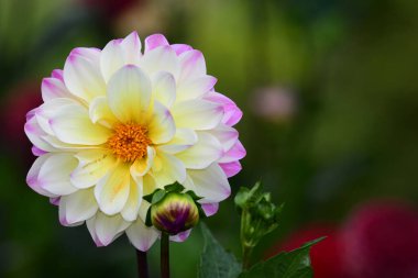 pembe ve beyaz yıldız çiçeği