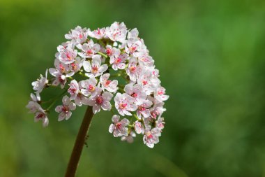 Hint rhubarb (Darmera peltata)