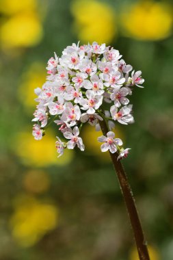 Hint rhubarb (Darmera peltata)