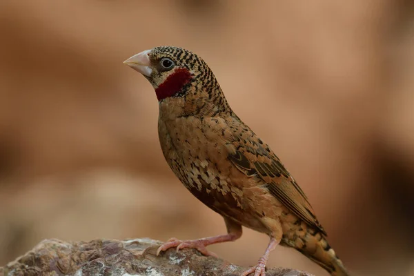 Pinsons de gorge coupés (amadina fasciata) ) — Photo