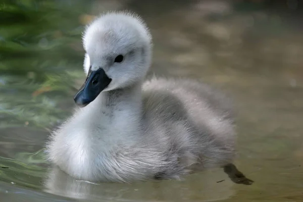 Лебідь-шипун cygnet (Cygnus колір заливки) — стокове фото