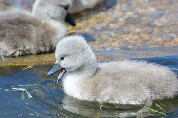 Cygnet bütykös hattyú (Cygnus olor) — Stock Fotó