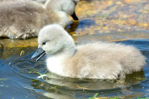 Cygnet Sessiz Kuğu (Cygnus rengi) — Stok fotoğraf