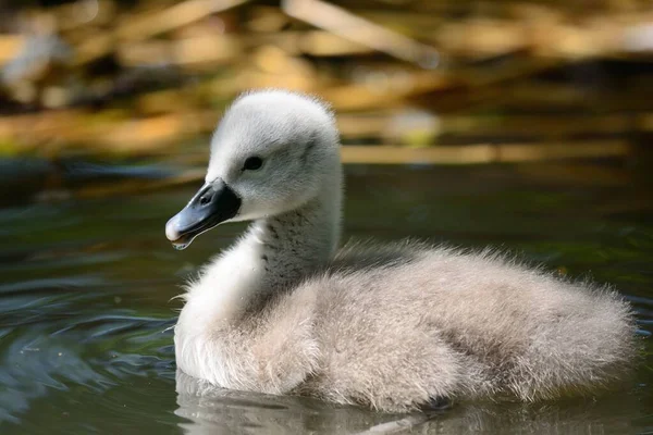 Лебідь-шипун cygnet (Cygnus колір заливки) — стокове фото