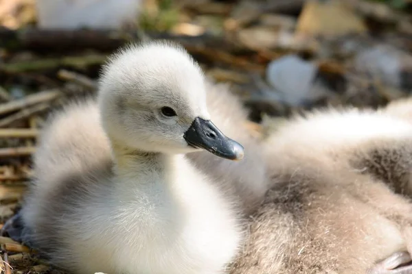 Лебідь-шипун cygnet (Cygnus колір заливки) — стокове фото