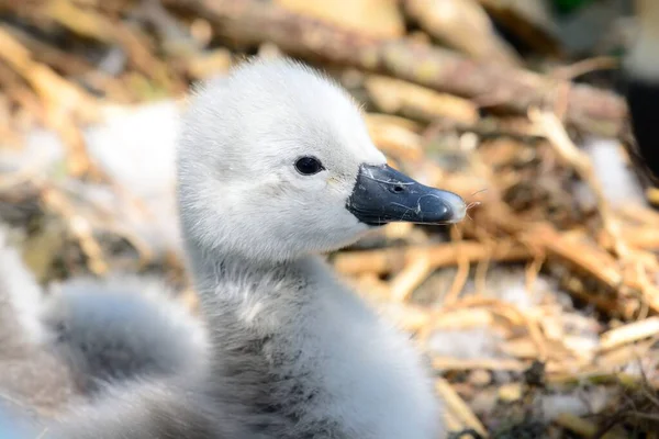 Höckerschwan (Cygnus olor)) — Stockfoto