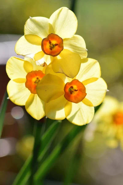 Narcissen (Narcissus) — Stockfoto