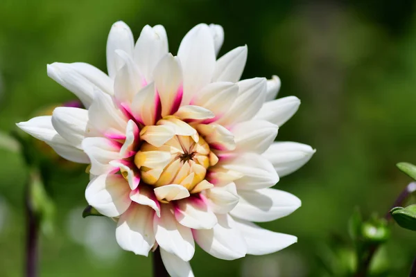 Närbild Röd Och Vit Dahlia — Stockfoto