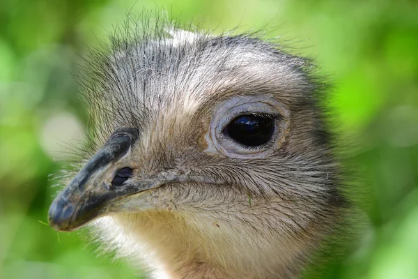 Darwins rhea (rhea pennata) — Stock Photo, Image