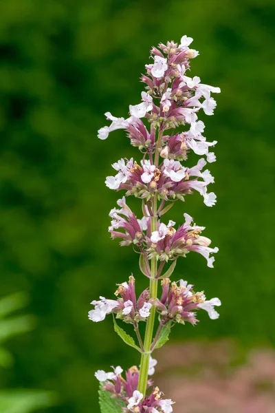 Hajnaltól alkonyatig virágok (nepeta grandiflora) — Stock Fotó