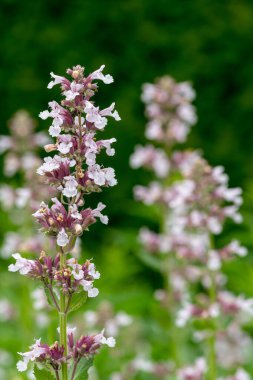 Şafaktan alacakaranlık çiçeklerine (nepeta grandiflora)