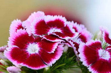 Dianthus barbatus