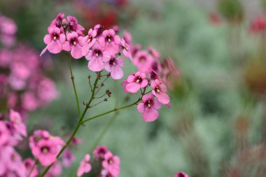 Diascia kişiliği